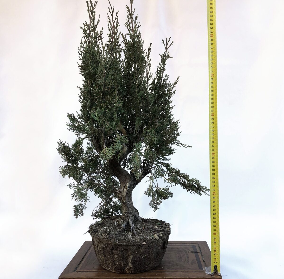 CUPRESSUS NERO (Cipresso Nero) H DAL NEBARI 60CM - Renzo Vivai