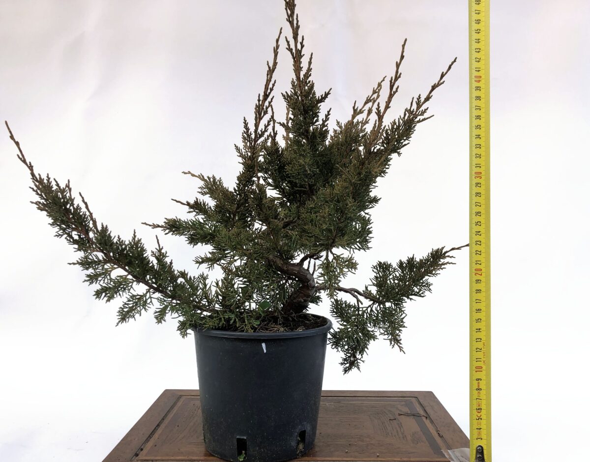 JUNIPERUS ITOIGAWA INNESTATO ALLA BASE (Ginepro) H DAL NEBARI 30CM - Renzo Vivai
