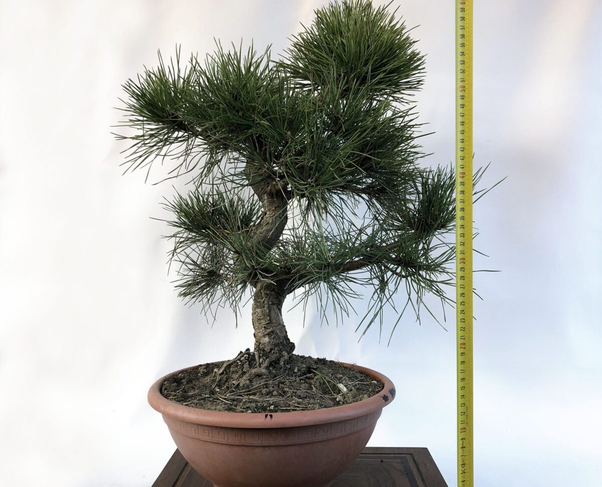 PINUS NIGRA (Pino Nero) H PIANTA 54CM - Renzo Vivai