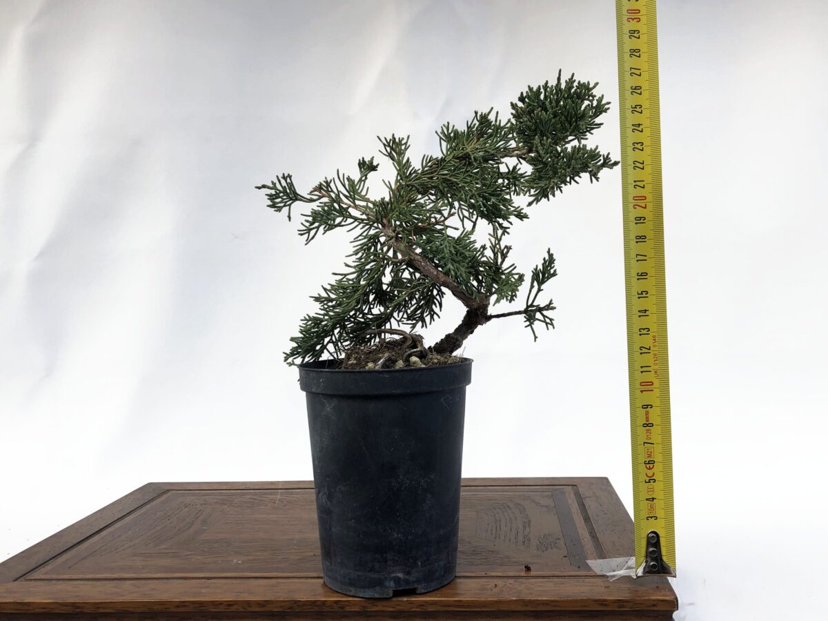 JUNIPERUS ITOIGAWA INNESTATO A PIEDE (Ginepro) H PIANTA 15CM - Renzo Vivai
