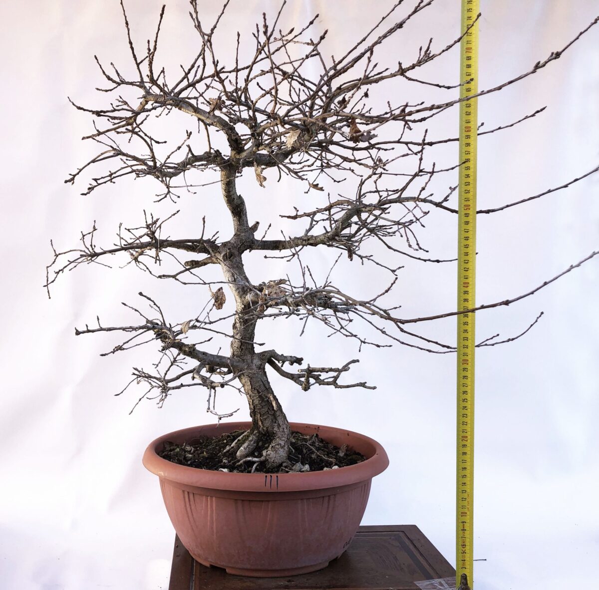 QUERCUS (QUERCIA) H PIANTA 58CM - Renzo Vivai