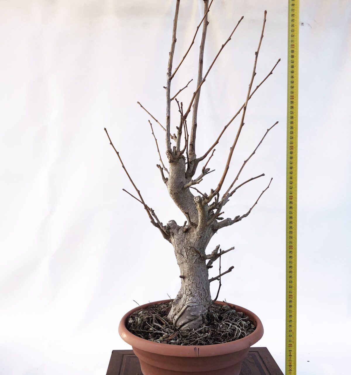 GINKGO BILOBA H PIANTA 40CM - Renzo Vivai