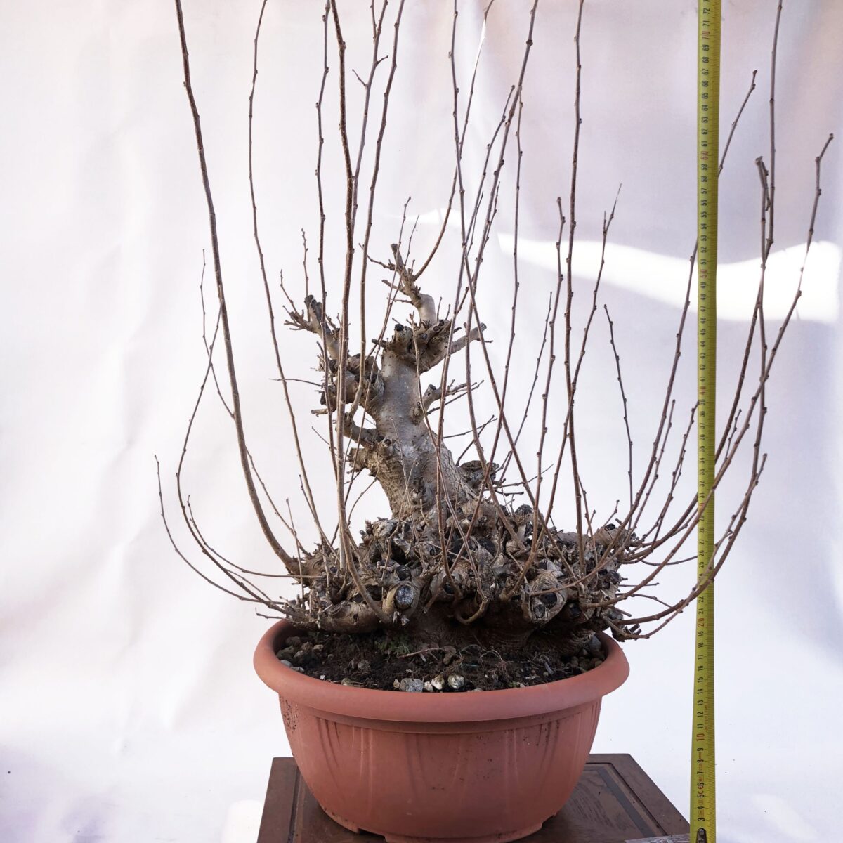 MORUS ALBA (GELSO) H PIANTA 45CM - Renzo Vivai
