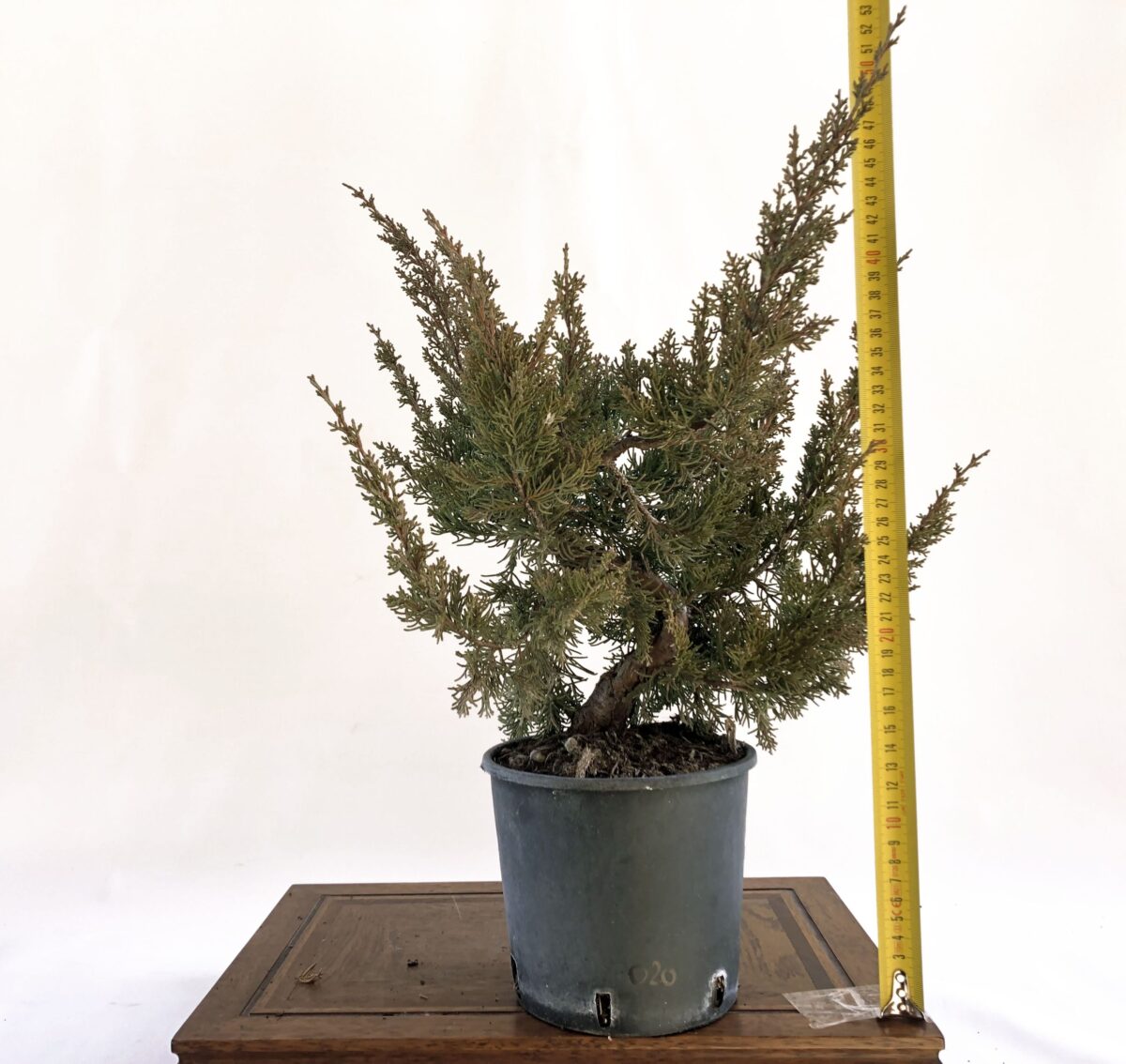 JUNIPERUS ITOIGAWA INNESTATO ALLA BASE (Ginepro) H DAL NEBARI 33CM - Renzo Vivai
