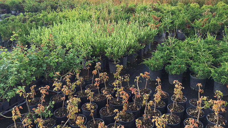 Renzo Vivai - Vendita PreBonsai in Italia - Azienda Italiana