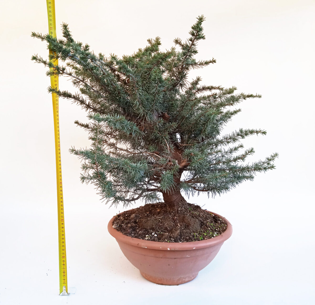 CEDRUS LIBANI (CEDRO DEL LIBANO) H. PIANTA 50 CM - Renzo Vivai