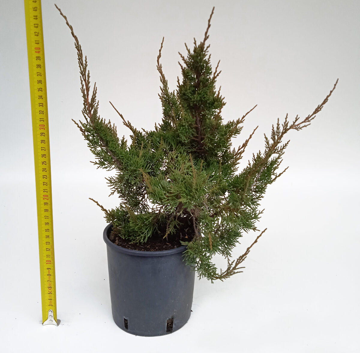 JUNIPERUS ITOIGAWA INNESTATO (Ginepro) H PIANTA 31 CM - Renzo Vivai
