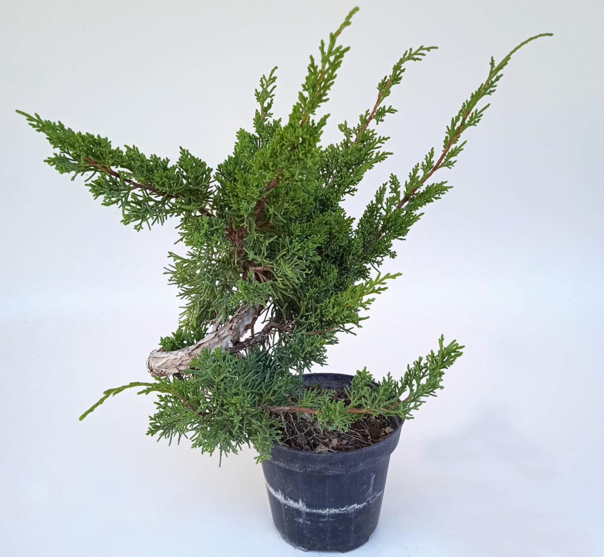 JUNIPERUS KISHU DA TALEA (Ginepro) H PIANTA 28CM - Renzo Vivai