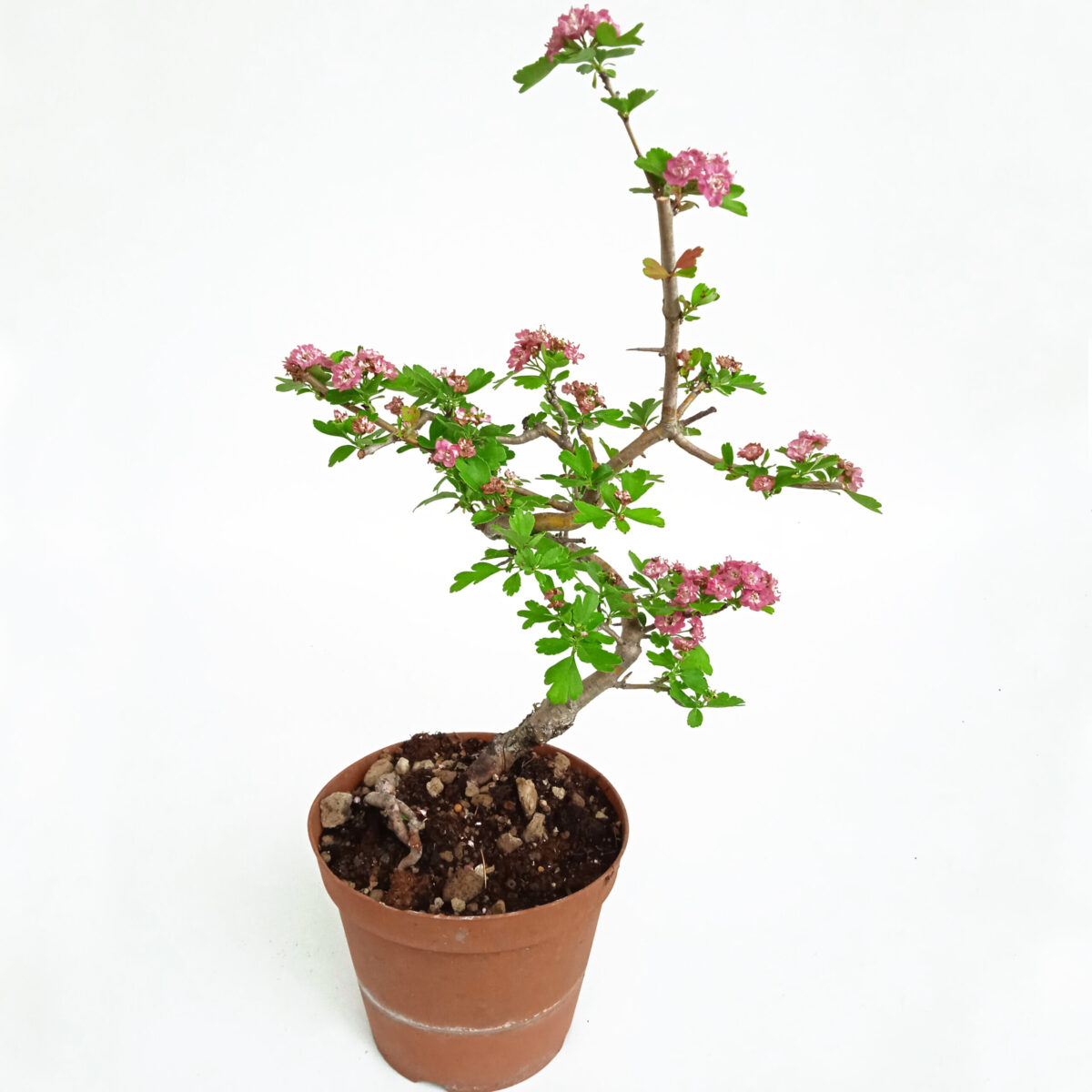 ROSA SPINO GIAPPONESE (CRATAEGUS) H PIANTA 30CM - Renzo Vivai