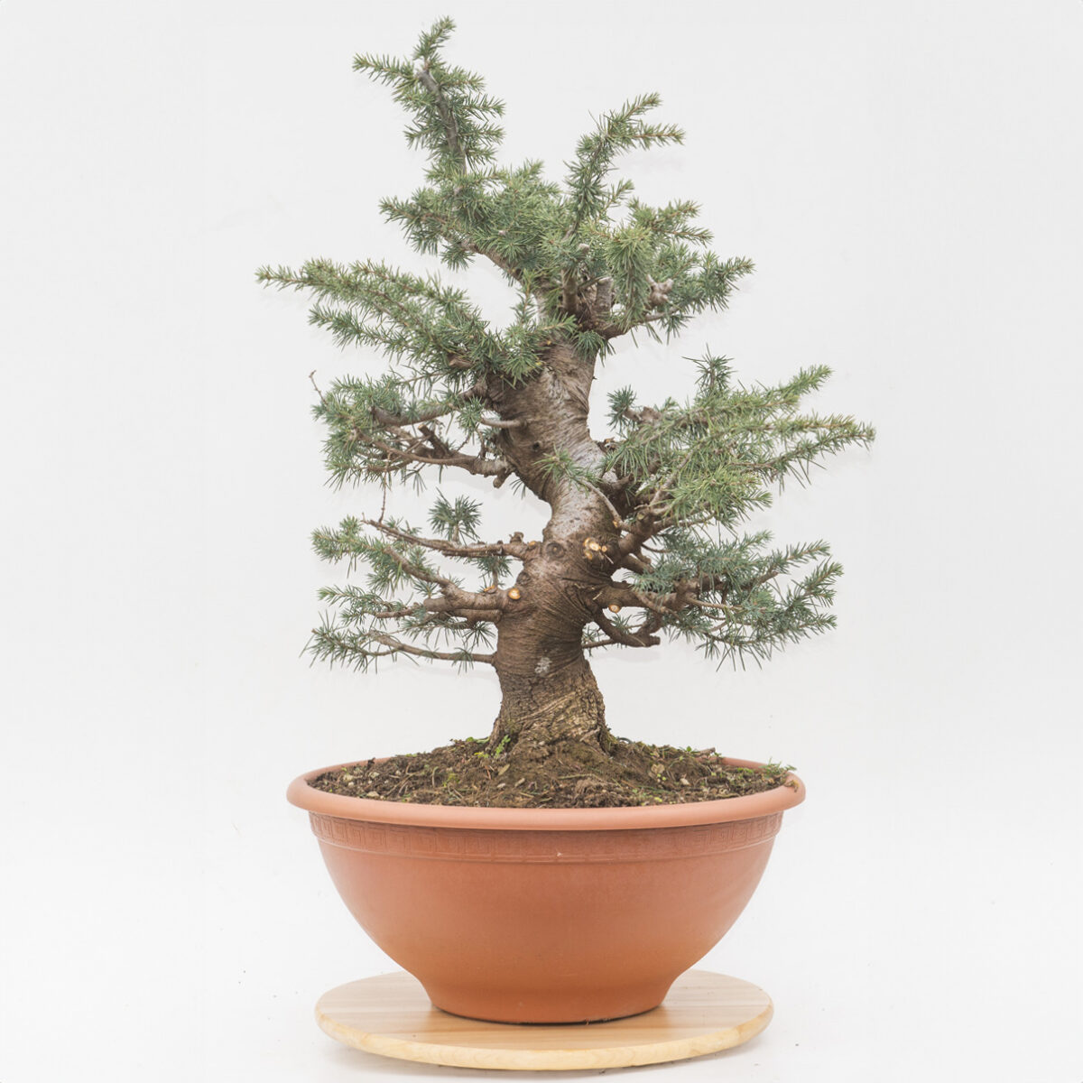 CEDRUS LIBANI (CEDRO DEL LIBANO) H. PIANTA 63 CM - Renzo Vivai