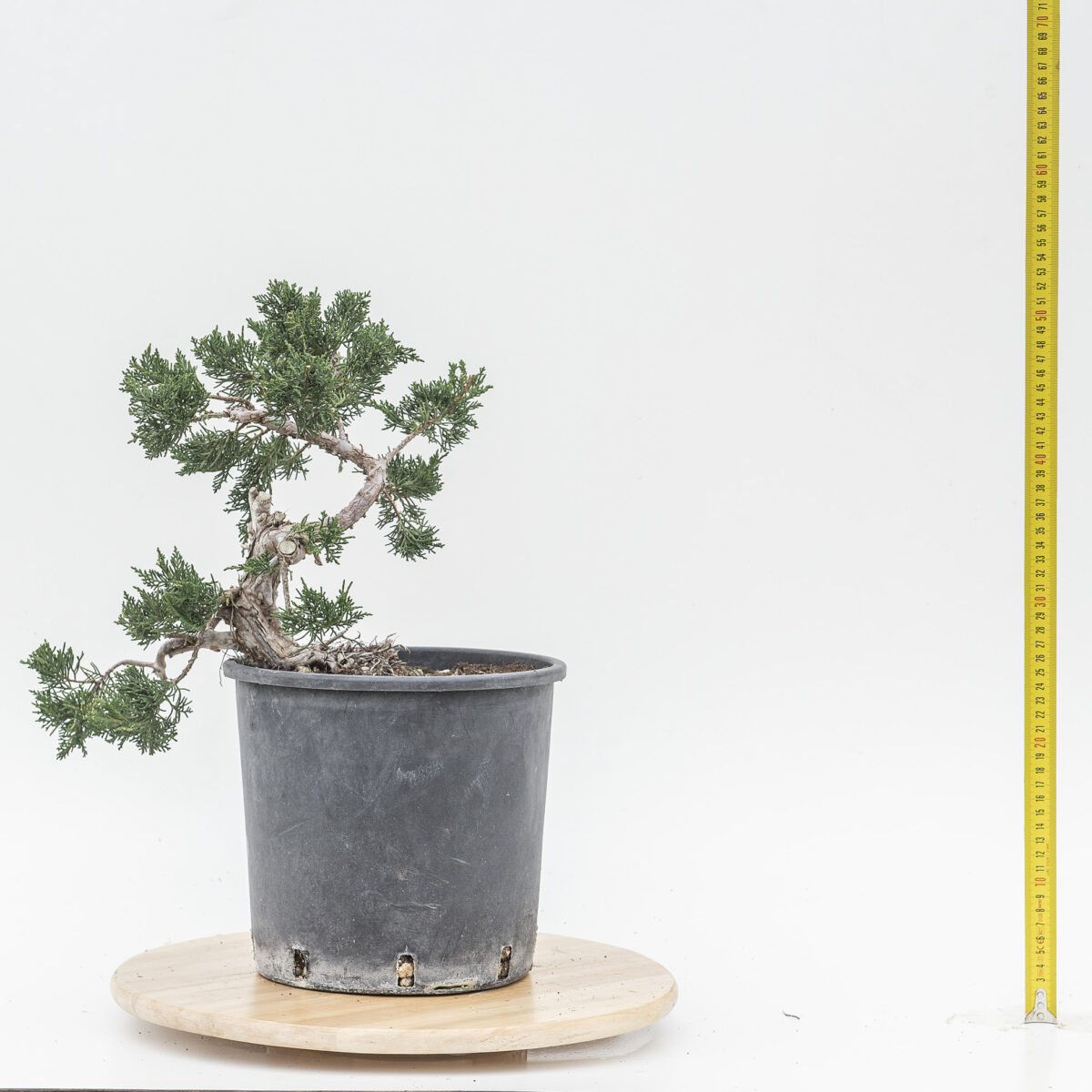 JUNIPERUS ITOIGAWA DA TALEA (Ginepro) H PIANTA 29 CM - Renzo Vivai