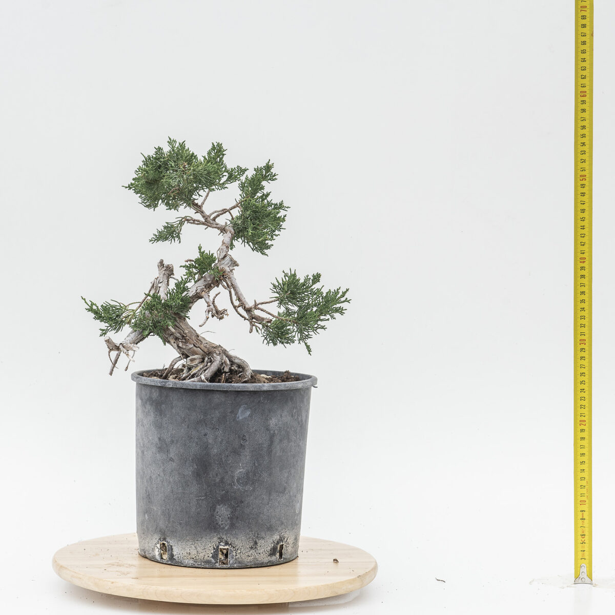 JUNIPERUS ITOIGAWA DA TALEA (Ginepro) H PIANTA 38 CM - Renzo Vivai