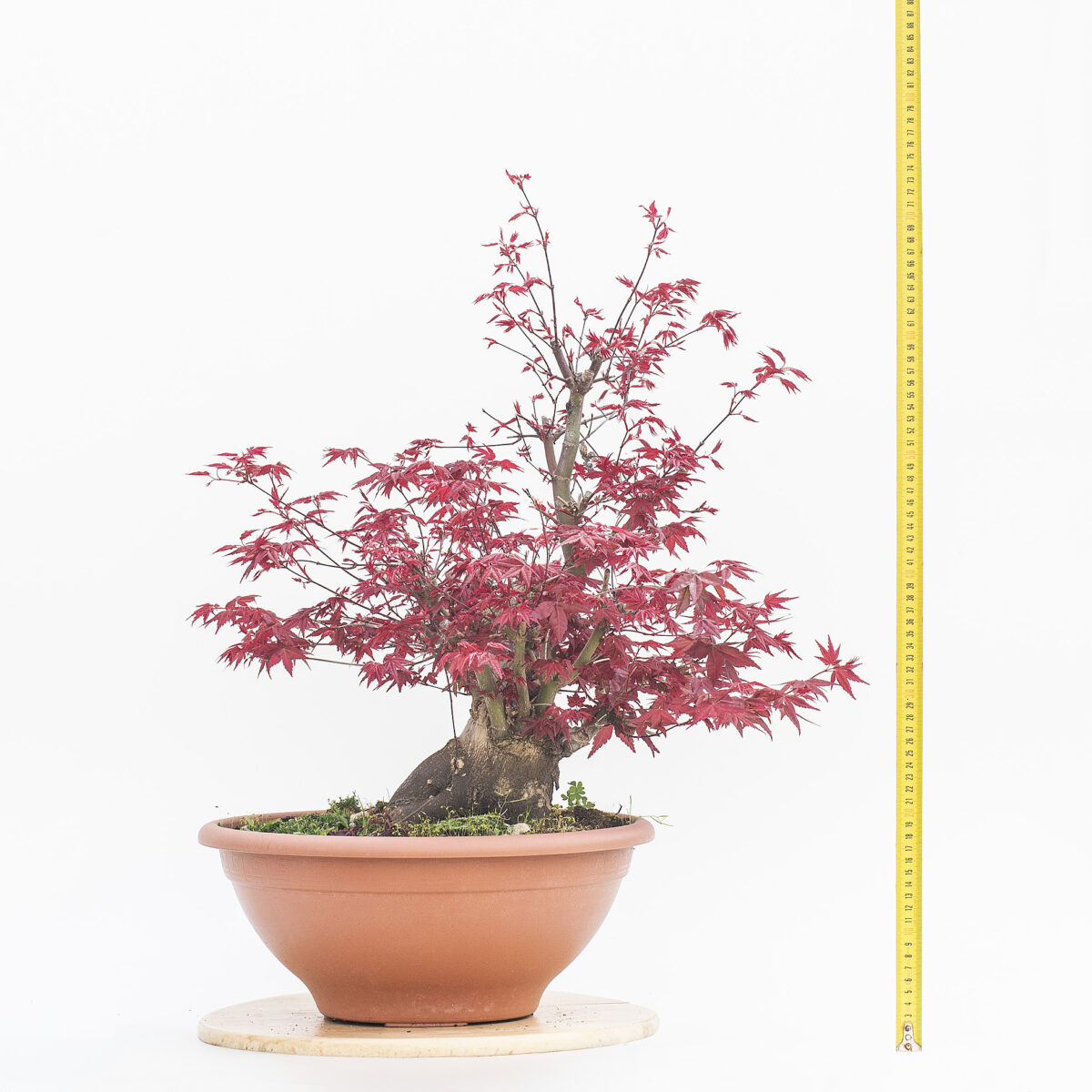 ACER DESHOJO (ACERO) H PIANTA 48 CM - Renzo Vivai