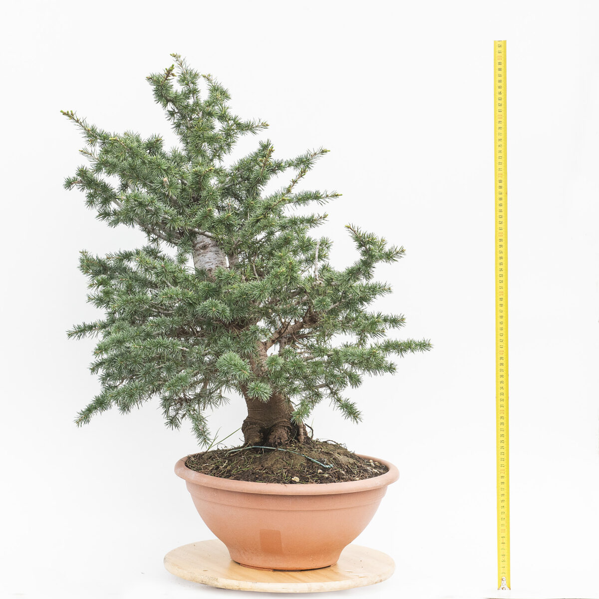 CEDRUS LIBANI (CEDRO DEL LIBANO) H. PIANTA 63 CM - Renzo Vivai