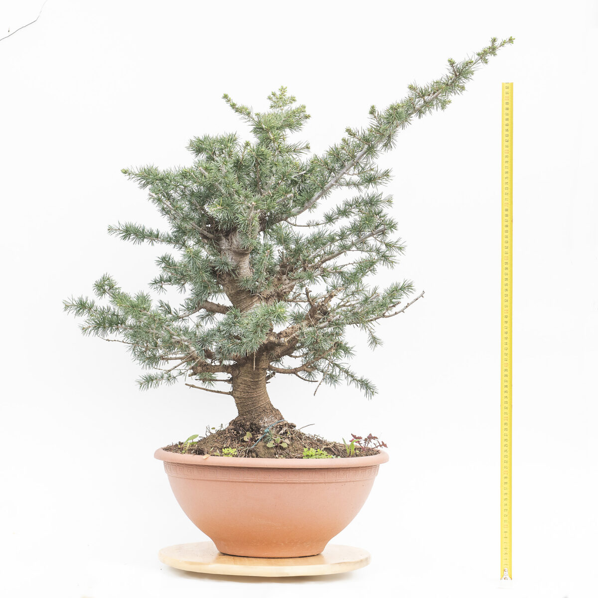 CEDRUS LIBANI (CEDRO DEL LIBANO) H. PIANTA 60 CM - Renzo Vivai