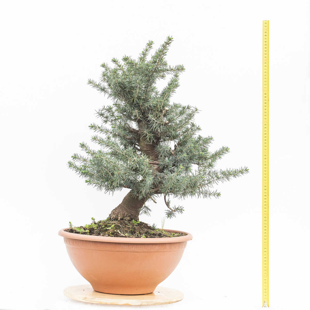 CEDRUS LIBANI (CEDRO DEL LIBANO) H. PIANTA 53 CM - Renzo Vivai