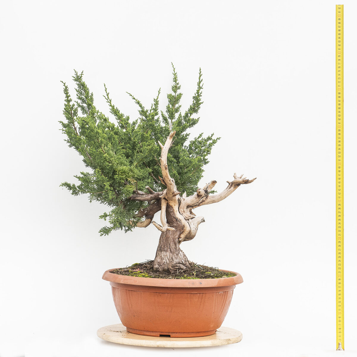JUNIPERUS INNESTATO con Itoigawa (Ginepro) H PIANTA 50CM - Renzo Vivai