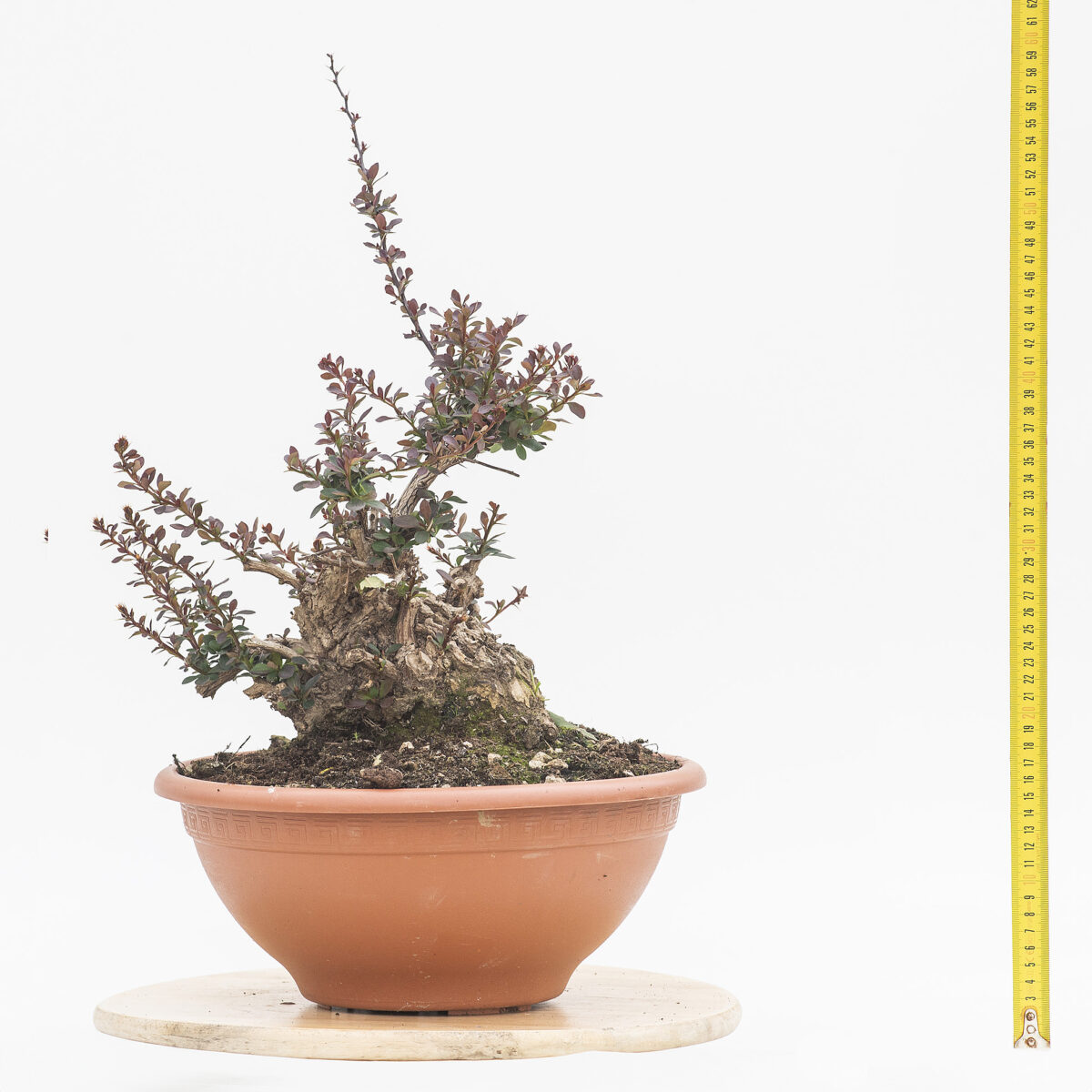 BERBERIS H. PIANTA 37CM - Renzo Vivai