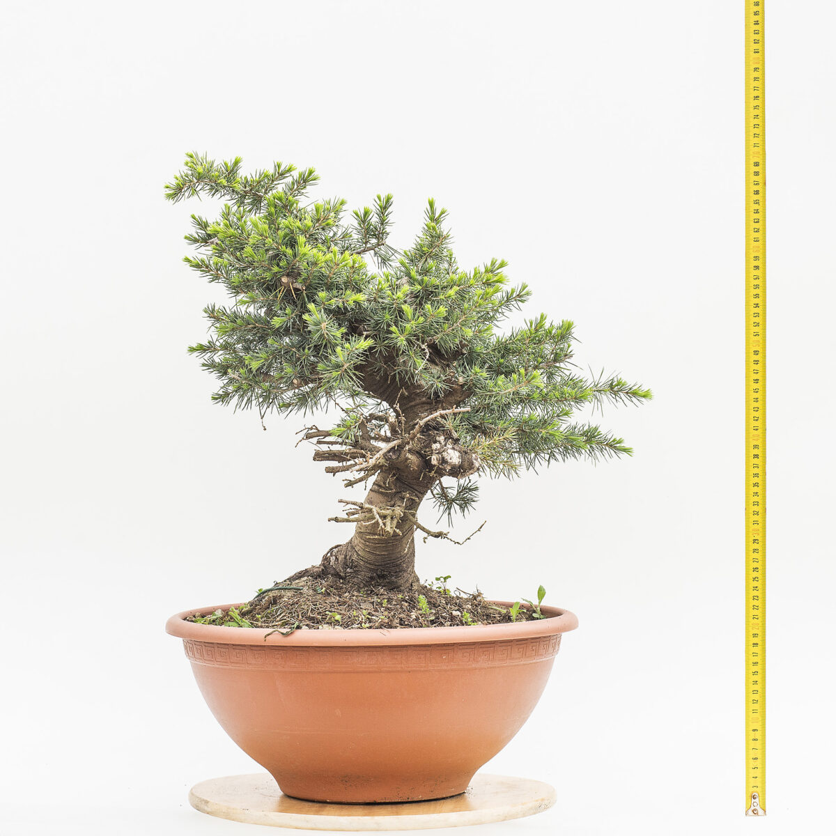 CEDRUS LIBANI (CEDRO DEL LIBANO) H. PIANTA 47 CM - Renzo Vivai