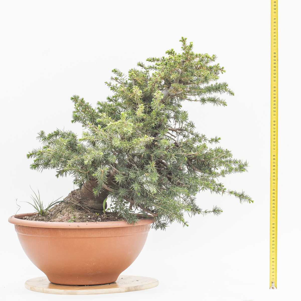 CEDRUS LIBANI (CEDRO DEL LIBANO) H. PIANTA 53 CM - Renzo Vivai