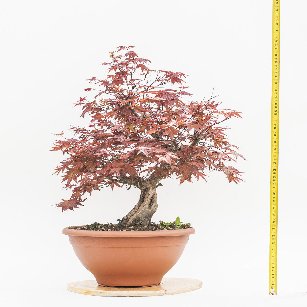 ACER DESHOJO (ACERO) H PIANTA 50 CM - Renzo Vivai