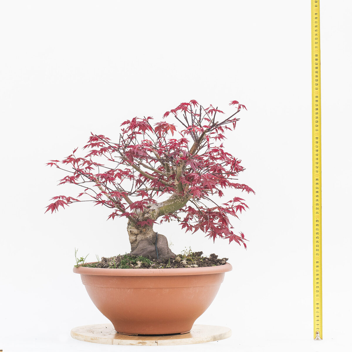 ACER DESHOJO (ACERO) H PIANTA 40 CM - Renzo Vivai