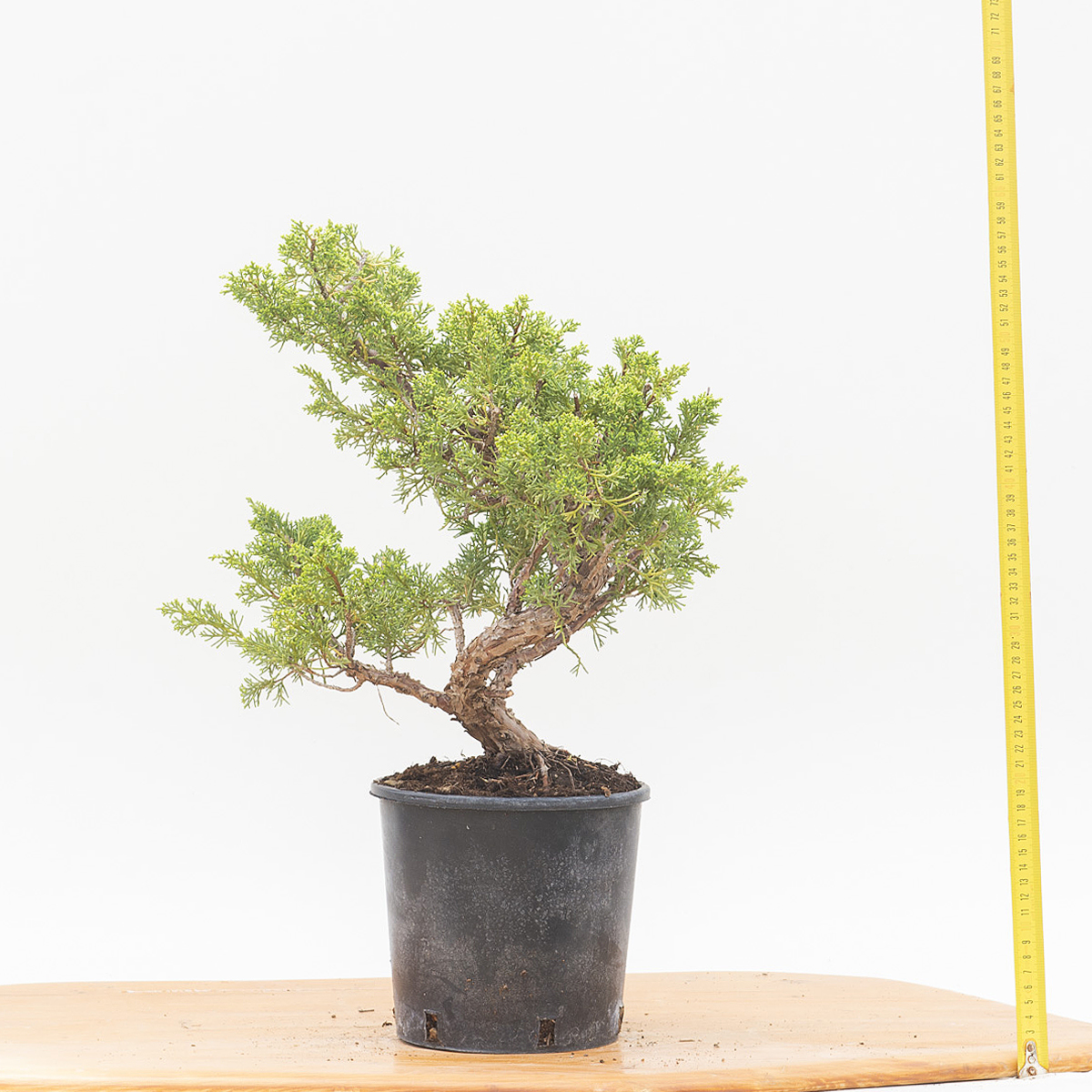 Renzo Vivai - Vendita PreBonsai in Italia - Azienda Italiana