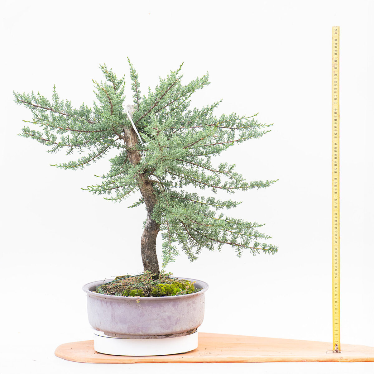 CUPRESSUS YAMADORI (Cipresso) H. PIANTA 60 CM - Renzo Vivai