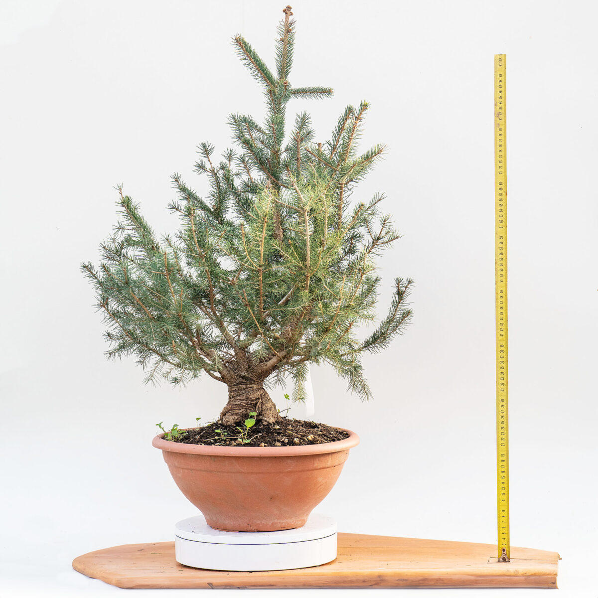 PICEA ABIES - ABETE ROSSO H. PIANTA 65 CM - Renzo Vivai