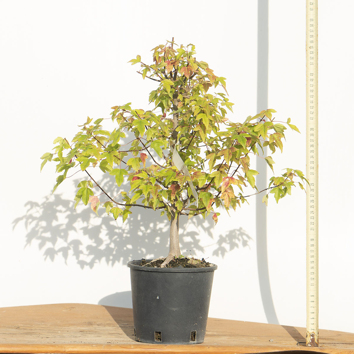 ACER BUERGERIANUM (ACERO) h pianta 44 cm