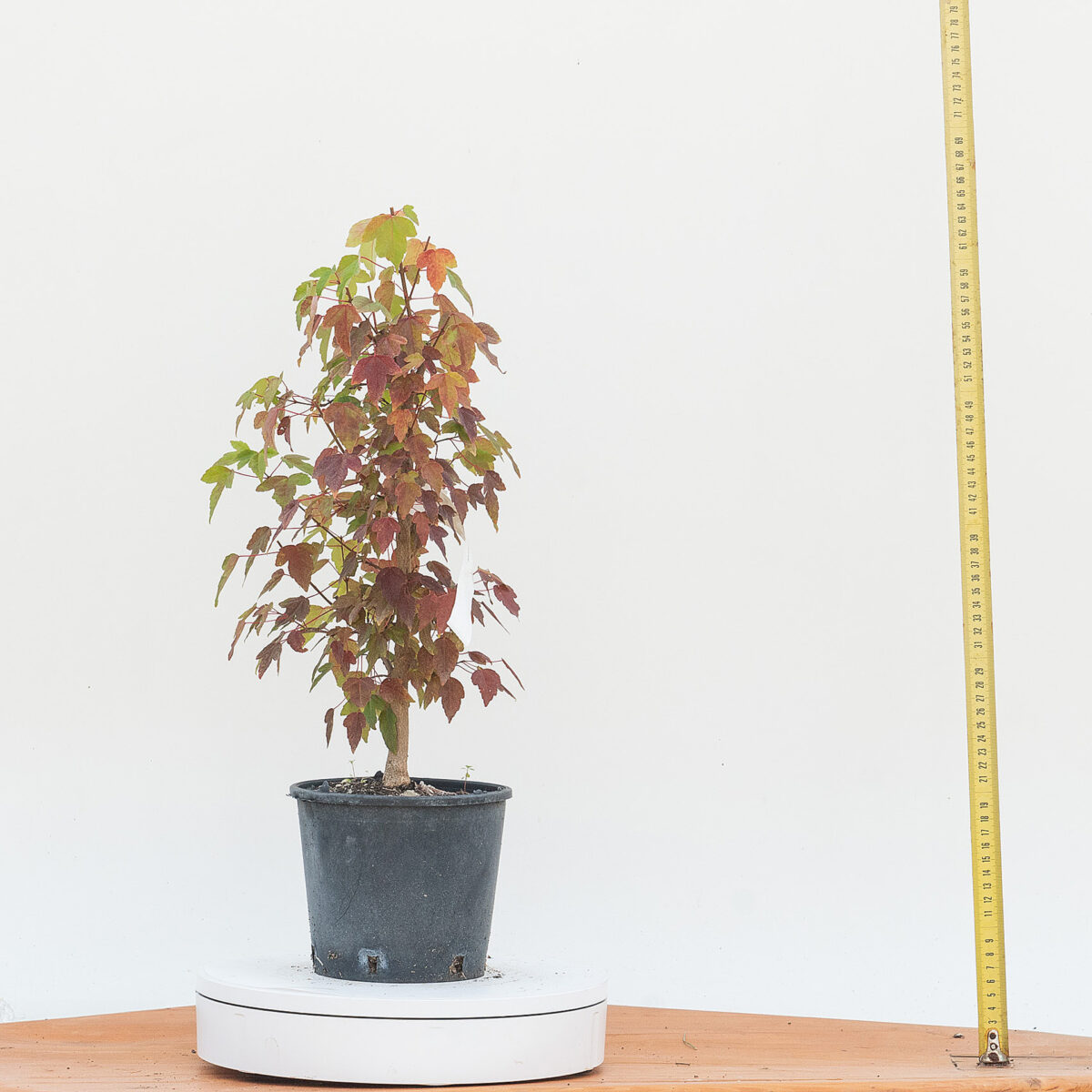 ACER BUERGERIANUM (ACERO) h pianta 44 cm - Renzo Vivai