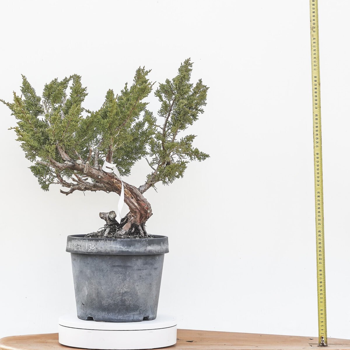 JUNIPERUS ITOIGAWA INNESTATO (Ginepro) H PIANTA 45 CM - Renzo Vivai