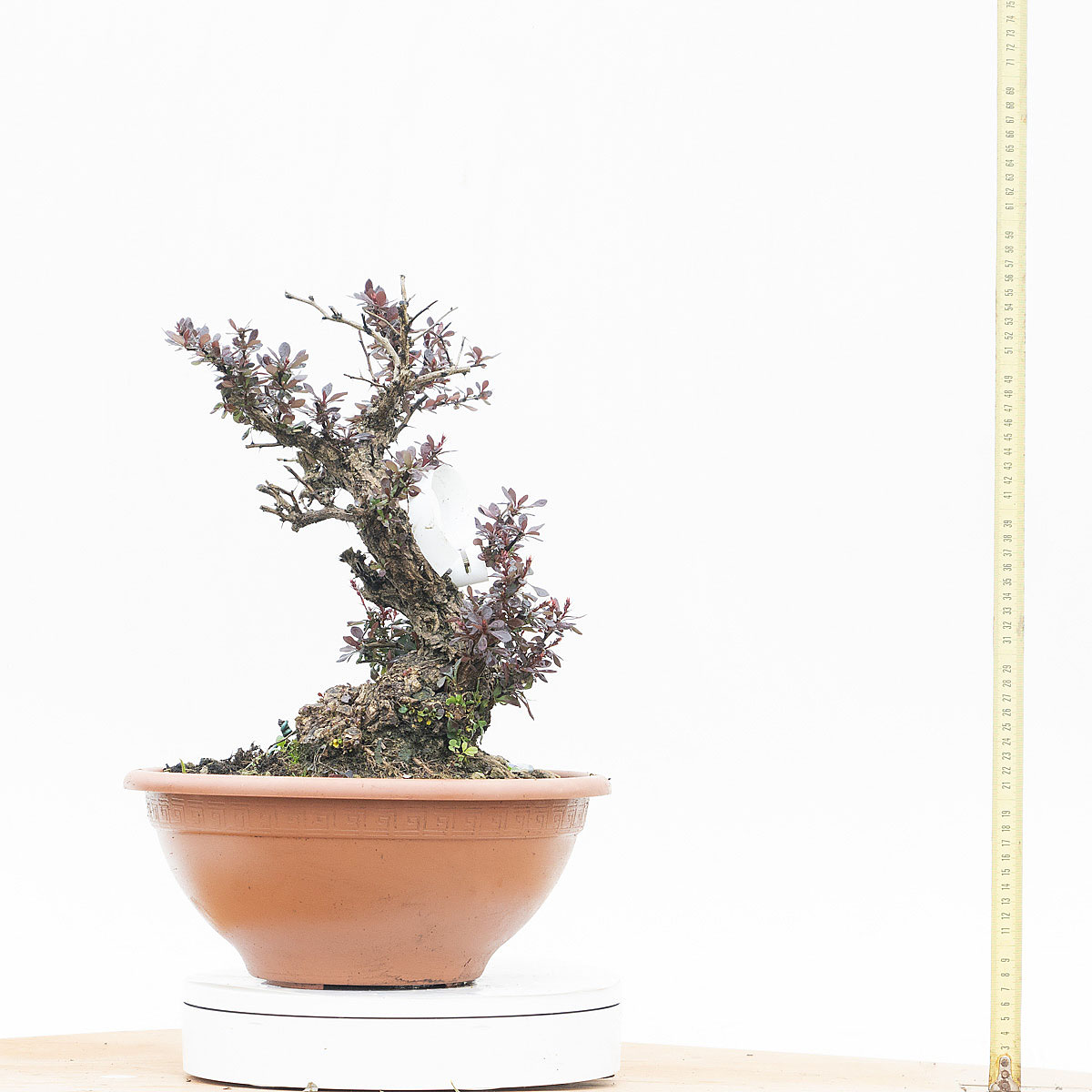 Renzo Vivai - Vendita PreBonsai in Italia - Azienda Italiana
