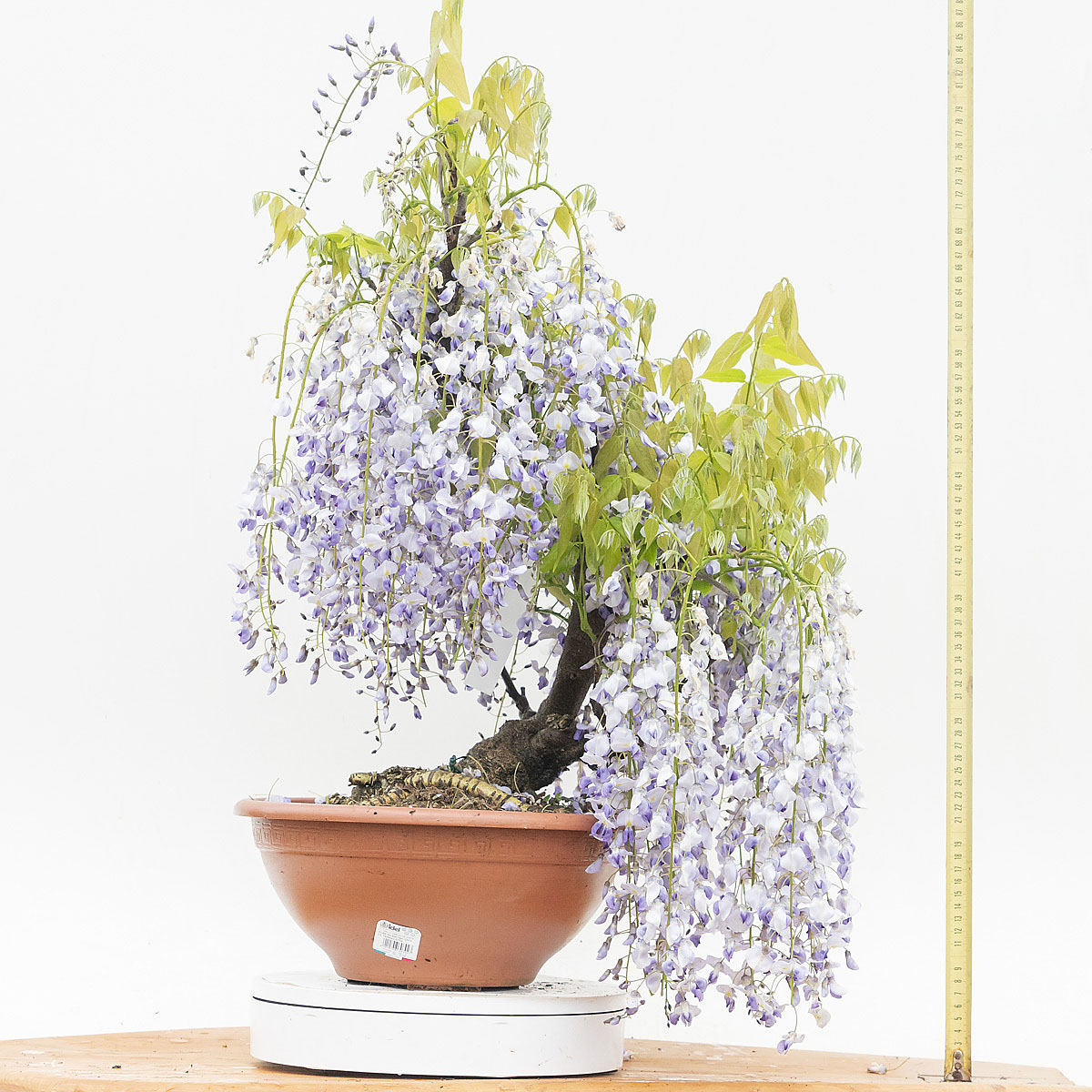 Renzo Vivai - Vendita PreBonsai in Italia - Azienda Italiana