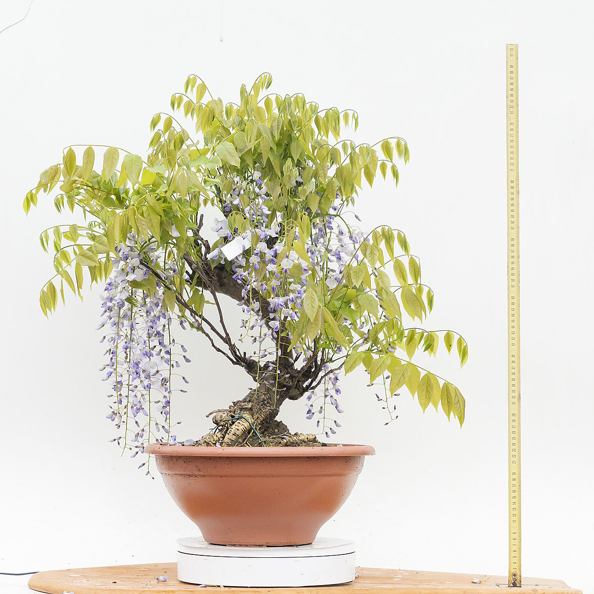 Renzo Vivai - Vendita PreBonsai in Italia - Azienda Italiana
