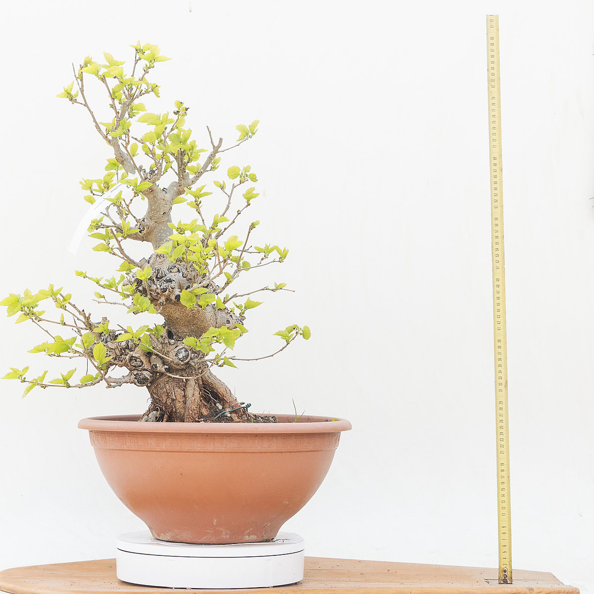 Renzo Vivai - Vendita PreBonsai in Italia - Azienda Italiana