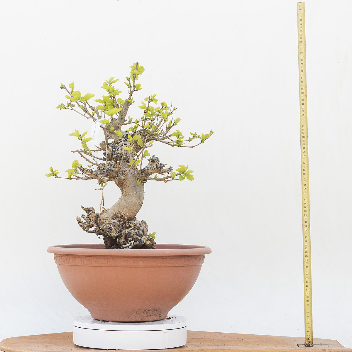 Renzo Vivai - Vendita PreBonsai in Italia - Azienda Italiana
