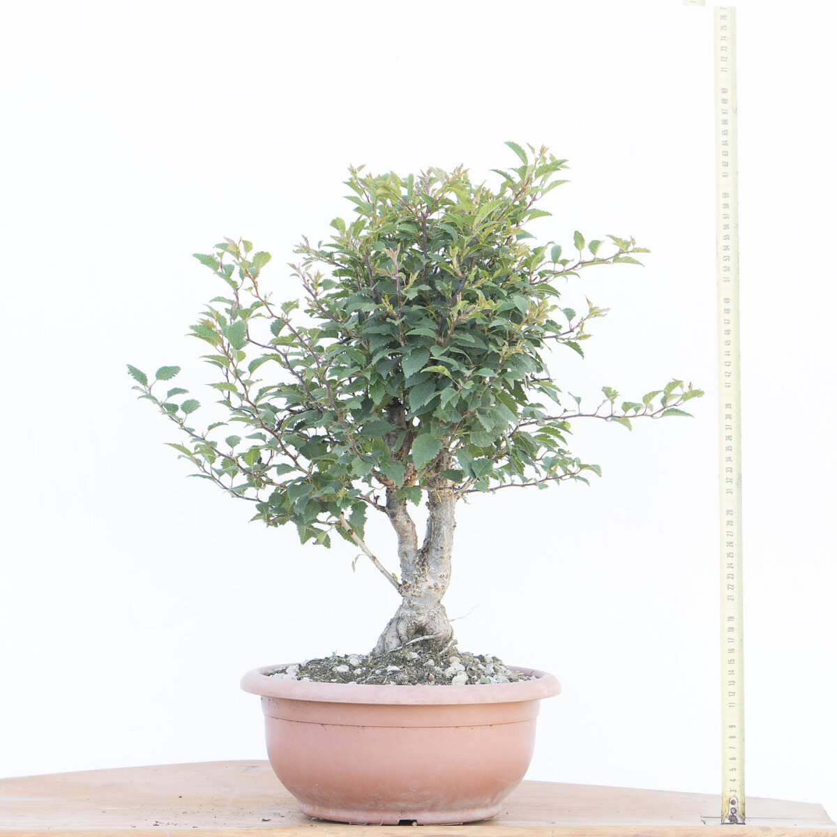 Renzo Vivai - Vendita PreBonsai in Italia - Azienda Italiana
