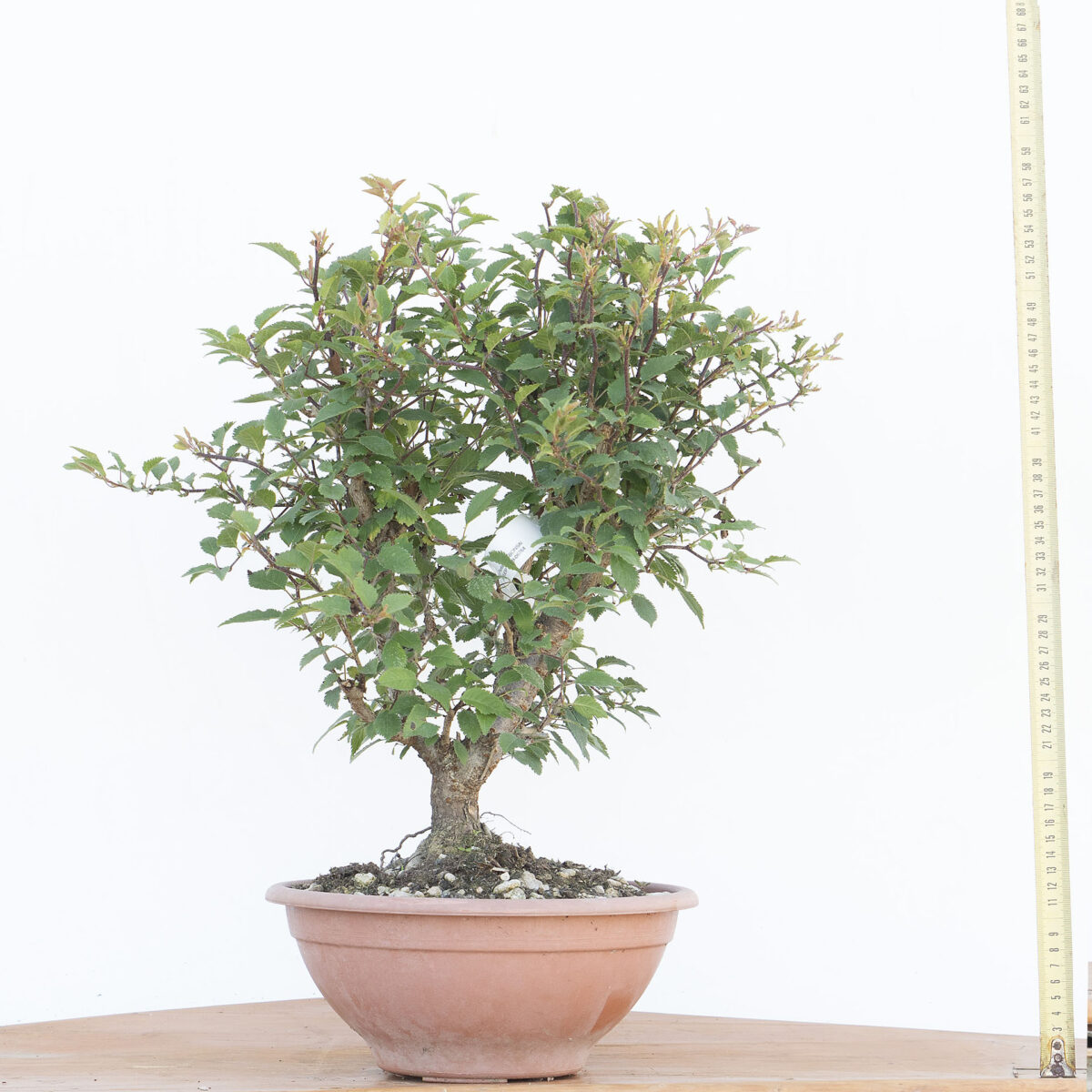 Renzo Vivai - Vendita PreBonsai in Italia - Azienda Italiana