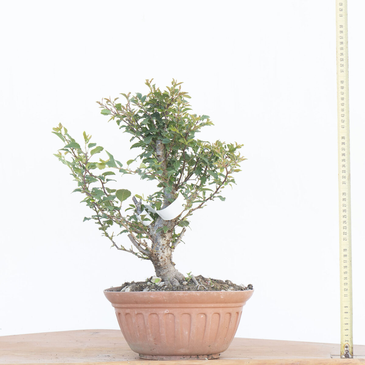 Renzo Vivai - Vendita PreBonsai in Italia - Azienda Italiana