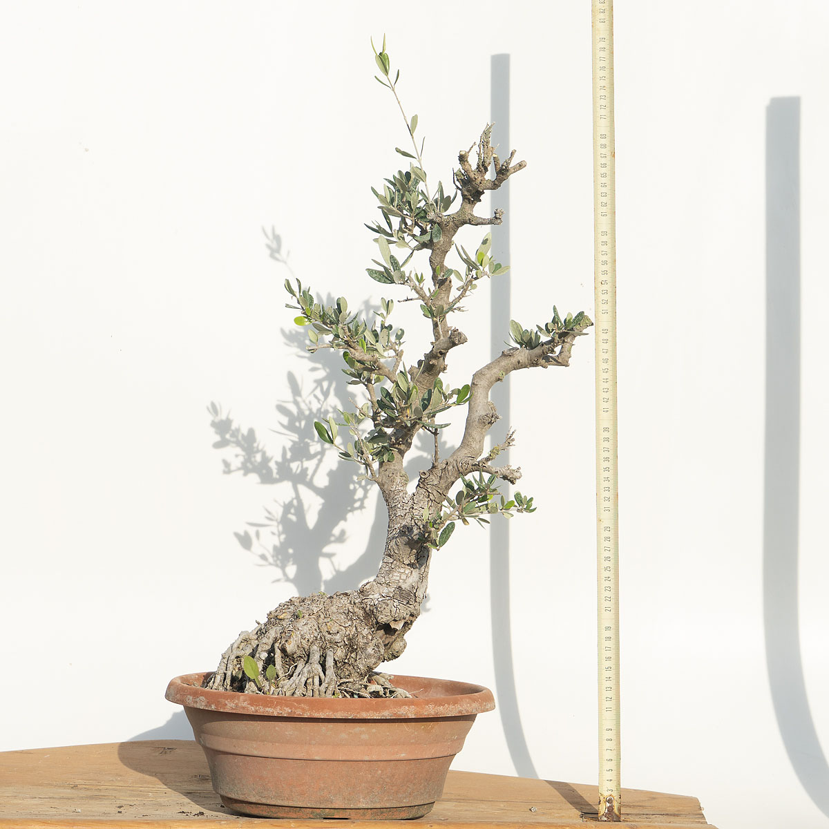 Olea Europea (OLIVO) h. Pianta 59 cm