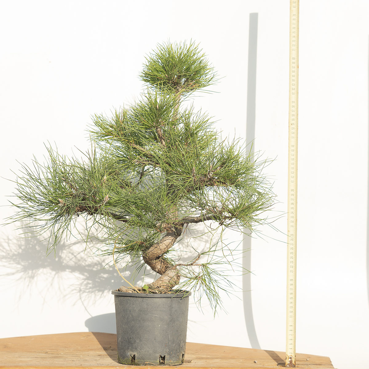 PINUS NIGRA AUSTRIACA (PINO NERO) h. Pianta 56 cm