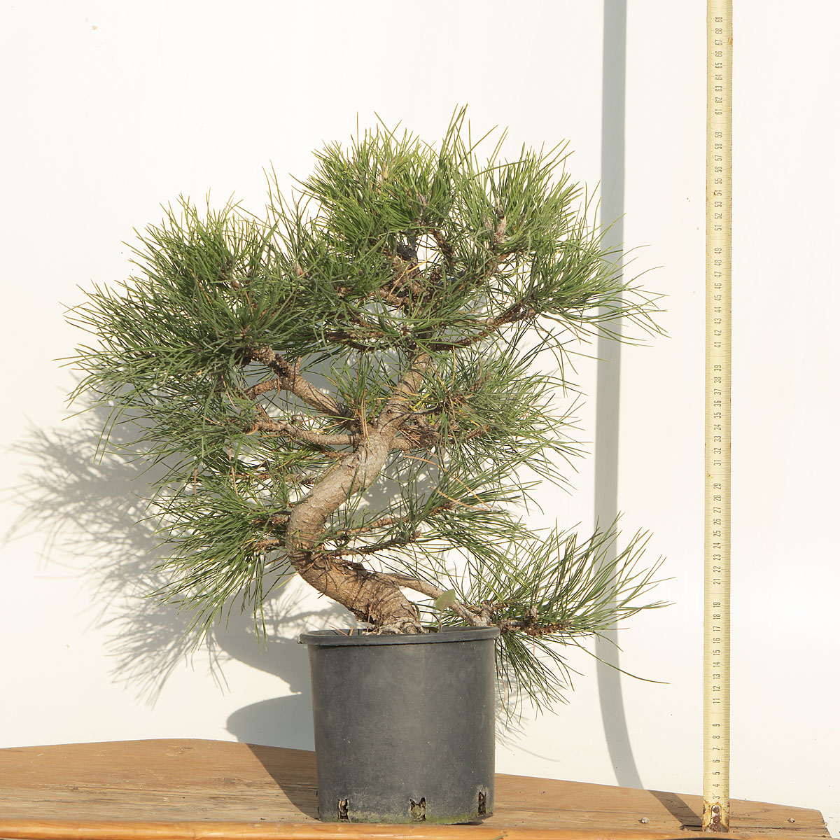 PINUS NIGRA AUSTRIACA (PINO NERO) h. Pianta 46 cm