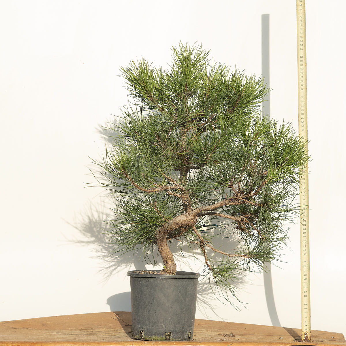 PINUS NIGRA AUSTRIACA (PINO NERO) h. Pianta 59 cm
