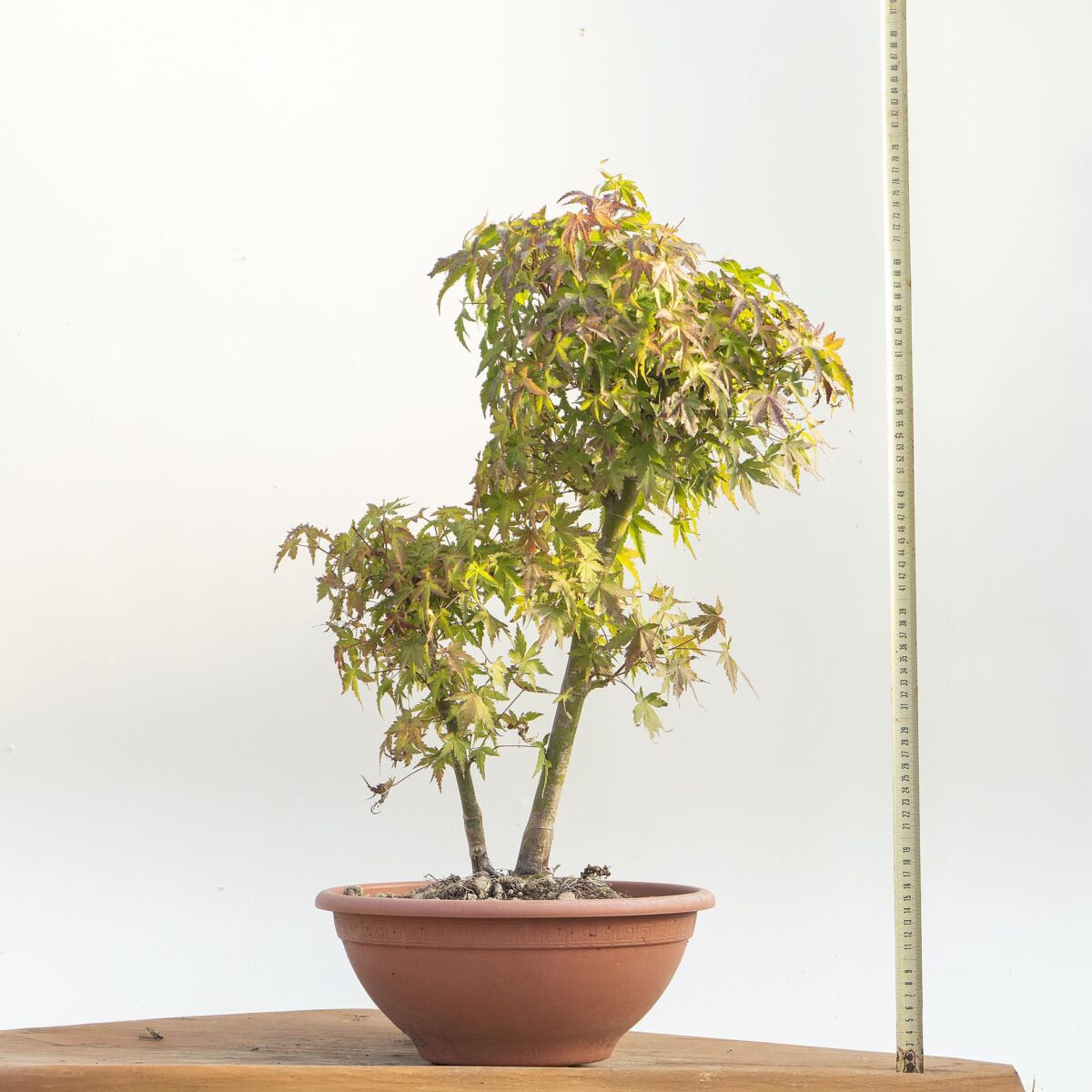 Acer Palmatum Palmatum (Acero Giapponese)- Innestato alla base - h Pianta 58 CM