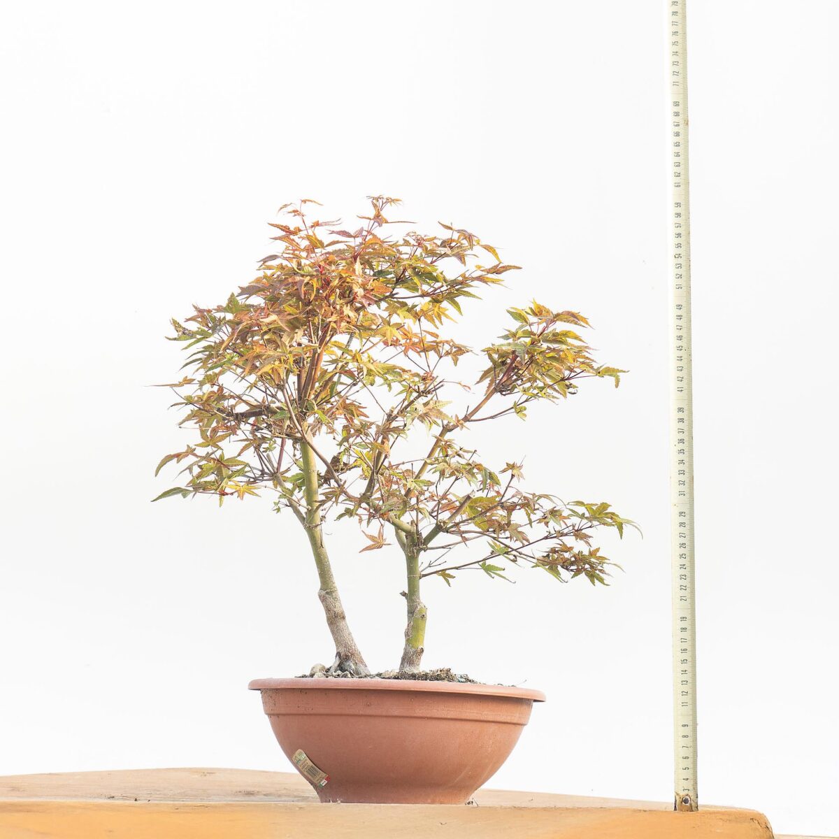 ACER DESHOJO (ACERO)- Innestato alla base - h Pianta 43 cm