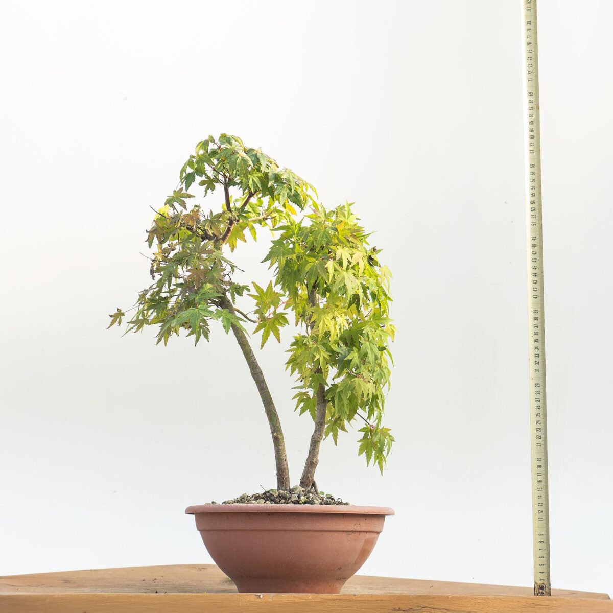 Acer Palmatum Palmatum (Acero Giapponese)- Innestato alla base - h Pianta 48 CM