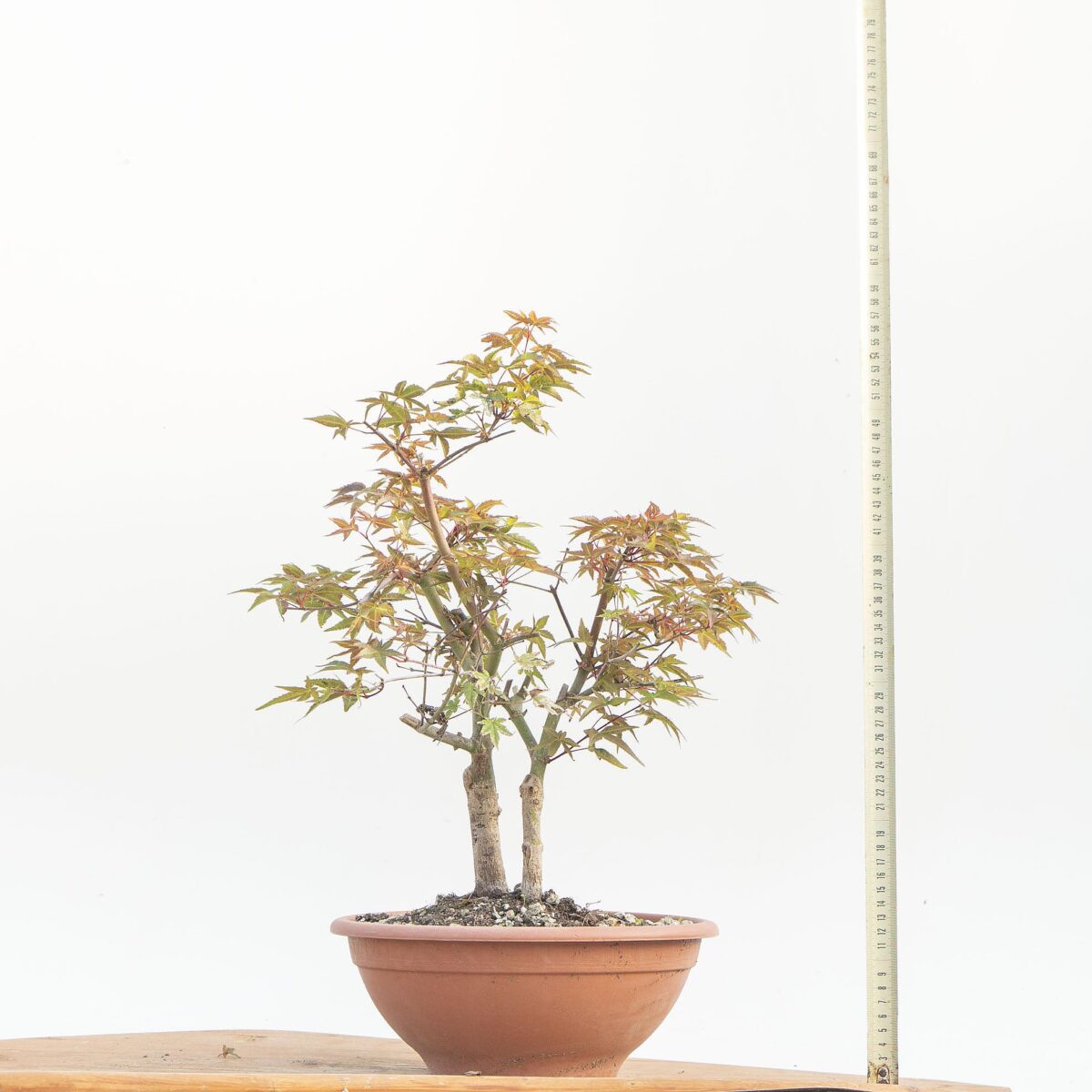 ACER DESHOJO (ACERO)- Innestato alla base - h Pianta 43 cm