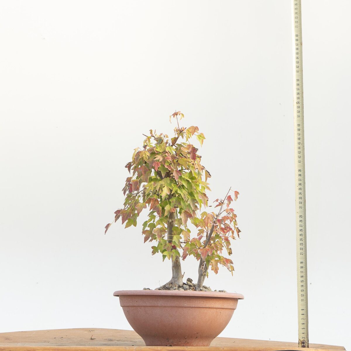 ACER BUERGERIANUM (boschetto acero) h pianta 39 cm