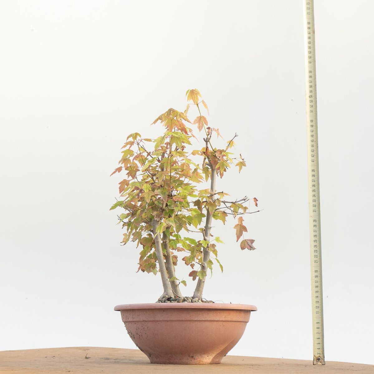 ACER BUERGERIANUM (boschetto acero) h pianta 43 cm